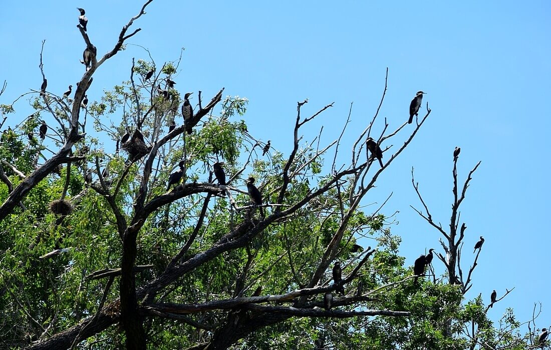 Kopacki rit with the largest colony of cormorants in Croatia